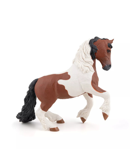 Cob Irlandais Papo - Gypsy Horse Race