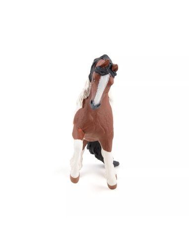 Cob Irlandais Papo - Gypsy Horse Race