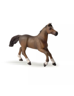 Jument Anglo-Arabe Papo - Croisement Français