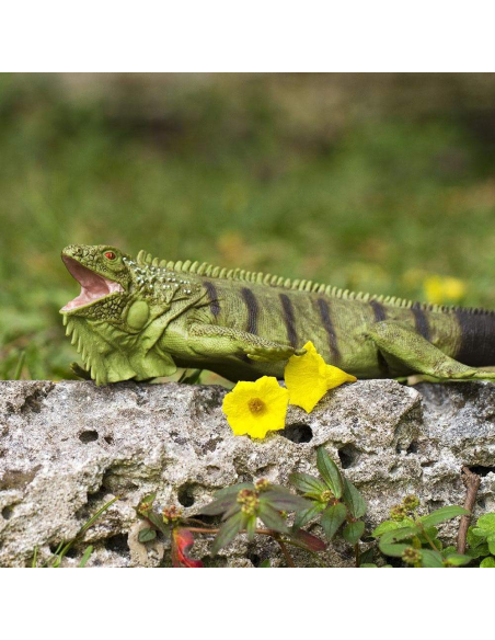 Figurine Iguane - Safari Ltd® 267729 | Jouet réaliste | Matériel pédagogiqueAnimaux Montessori