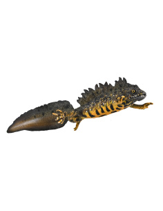 Figurine Triton Crêté Mâle | CollectA Little Wonders 80064