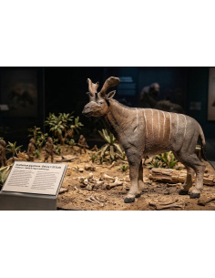 Figurine Sivatherium giganteum CollectA 80069 Deluxe 1:20 | LesMinis 2