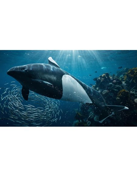 Figurine Marsouin de Dall | CollectA 80068 - LesMinis