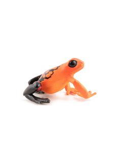 Figurine Grenouille équatoriale rouge Papo 50193 – Animal Sauvage 2