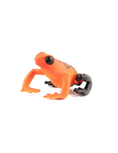 Figurine Grenouille équatoriale rouge Papo 50193 – Animal Sauvage