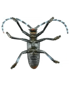 Figurine Insecte Capricorne des Agrumes - ToyMany ML00422 2