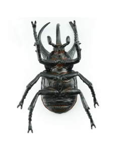 Figurine Insecte Scarabée Atlas géant - ToyMany ML00423 2