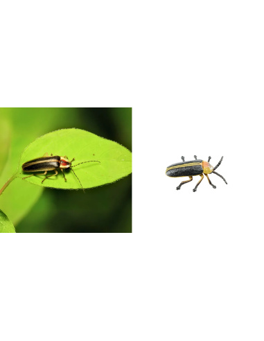Figurine Insecte Luciole lumineuse - ToyMany ML00426
