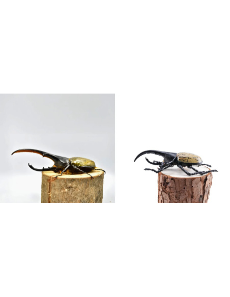 Figurine Insecte Dynaste Hercule géant - ToyMany ML00427