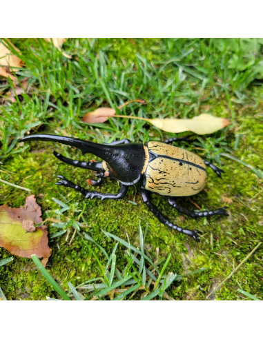 Figurine Insecte Dynaste Hercule géant - ToyMany ML00427