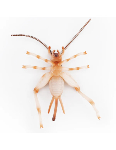 Figurine Insecte Grillon chanteur - ToyMany ML00429