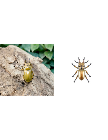 Figurine Insecte Lucane Doré métallisé - ToyMany ML00430