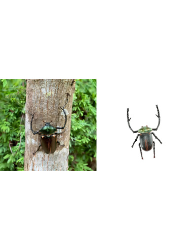 Figurine Insecte Cétoine de Janson - ToyMany ML00431