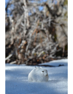 Lièvre arctique Toymany – Figurine animal polaire 2