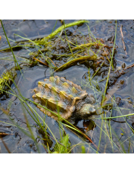 Tortue alligator Toymany – Petite figurine tortue
