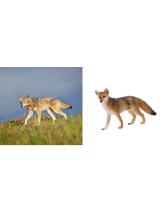 Coyote Toymany – Petite figurine canidé sauvage 2