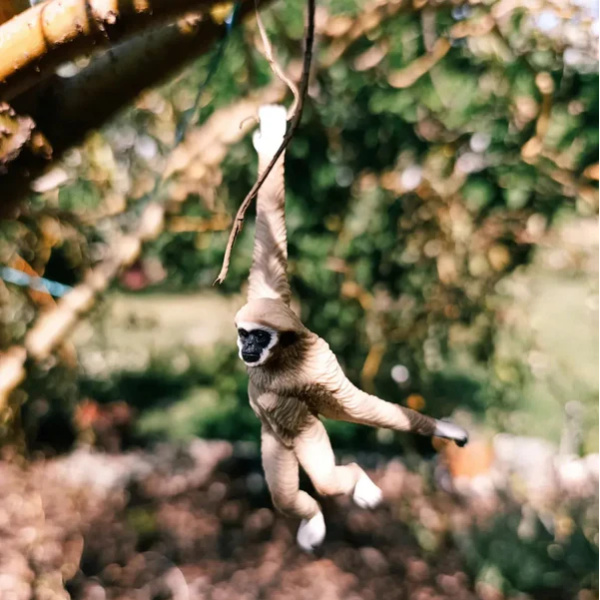 Gibbon à mains blanches - Figurine ToyMany