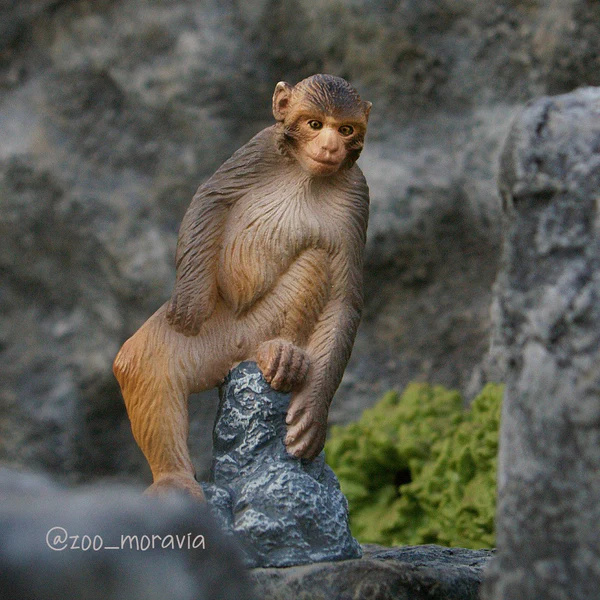 Macaque Toymany – Figurine singe d’Asie