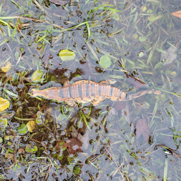 Sarcosuchus Safari 100356 - Le SuperCroc du Crétacé