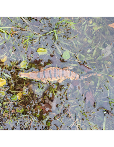 Sarcosuchus Safari 100356 - Le SuperCroc du Crétacé