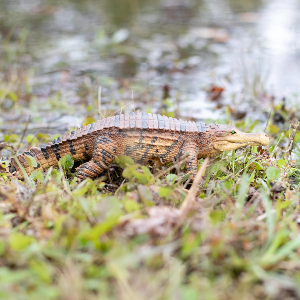 Sarcosuchus Safari 100356 - Le SuperCroc du Crétacé