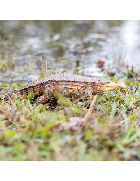 Sarcosuchus Safari 100356 - Le SuperCroc du Crétacé