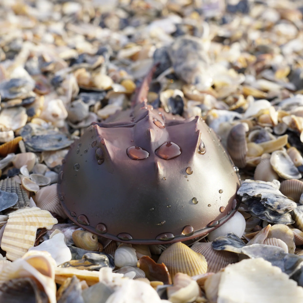 Limule Safari 261429 - Un fossile vivant, pas un crabe