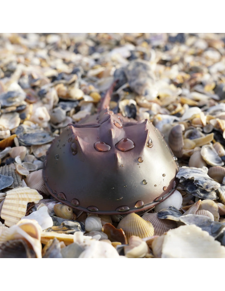 Limule Safari 261429 - Un fossile vivant, pas un crabe