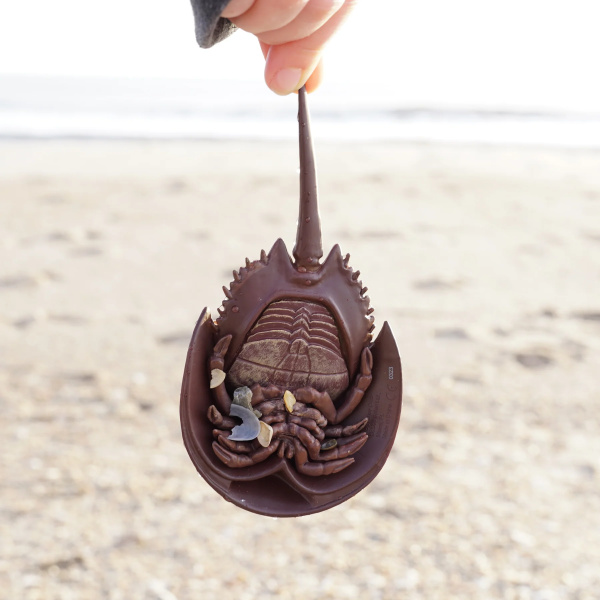 Limule Safari 261429 - Un fossile vivant, pas un crabe