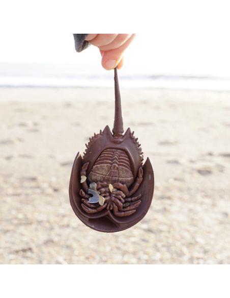 Limule Safari 261429 - Un fossile vivant, pas un crabe