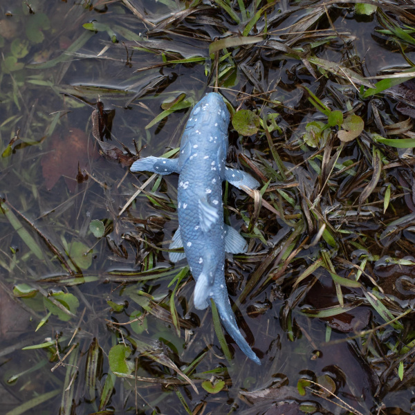Cœlacanthe Safari 285729 - Le poisson qu'on croyait disparu