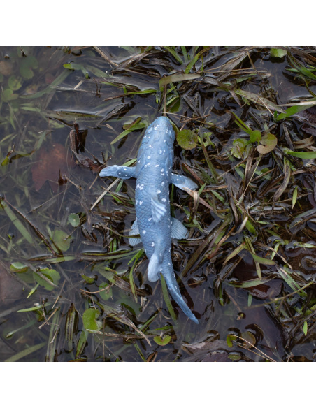 Cœlacanthe Safari 285729 - Le poisson qu'on croyait disparu