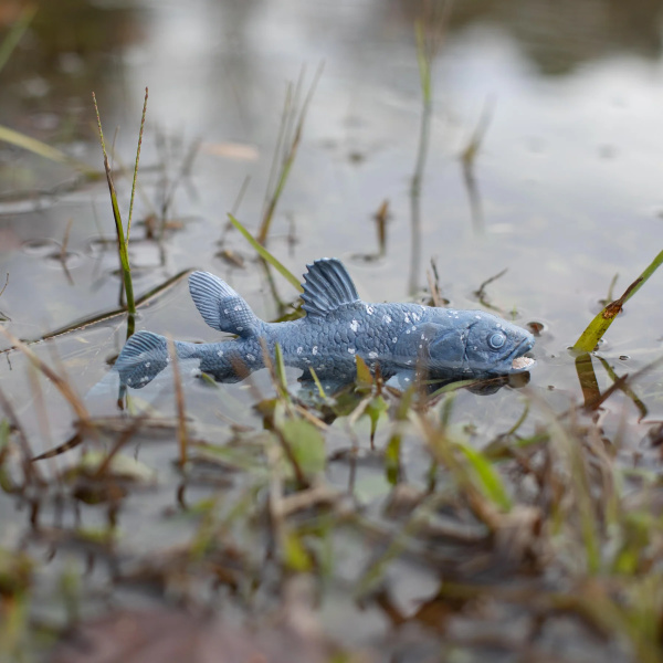 Cœlacanthe Safari 285729 - Le poisson qu'on croyait disparu