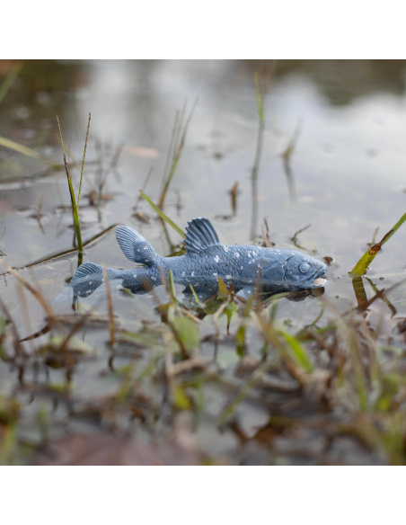 Cœlacanthe Safari 285729 - Le poisson qu'on croyait disparu