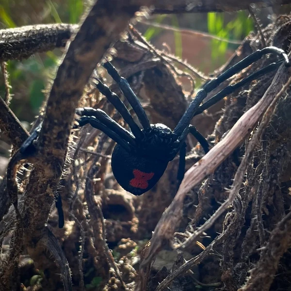 Figurine veuve noire Toymany - Araignée Latrodectus