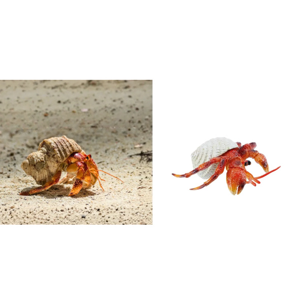 Bernard-l'ermite Toymany Small - Pas un vrai crabe