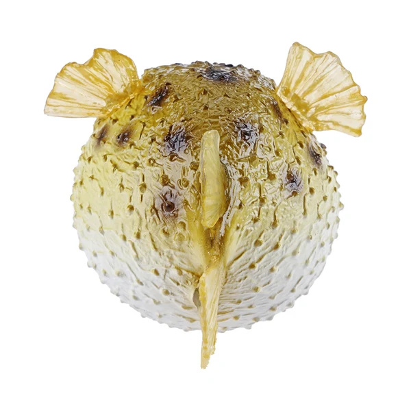 Figurine poisson-globe Toymany Small - Le poisson qui gonfle
