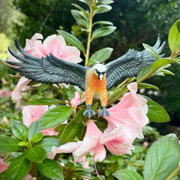 Figurine Vautour Barbu (Gypaetus barbatus) – Oiseaux Sauvages | Safari Ltd®