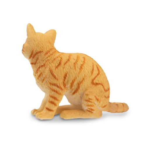 Chat American Wirehair roux Toymany - Race rare 2