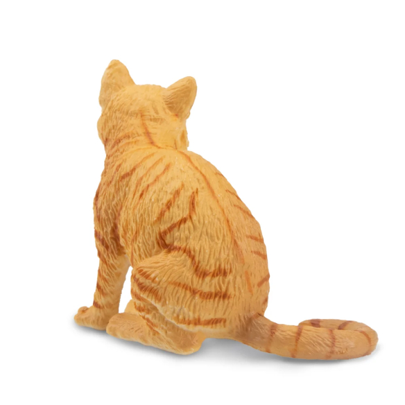 Chat American Wirehair roux Toymany - Race rare