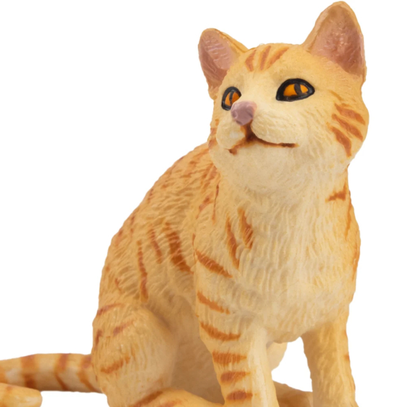 Chat American Wirehair roux Toymany - Race rare