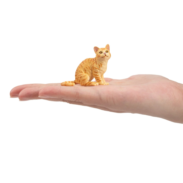Chat American Wirehair roux Toymany - Race rare