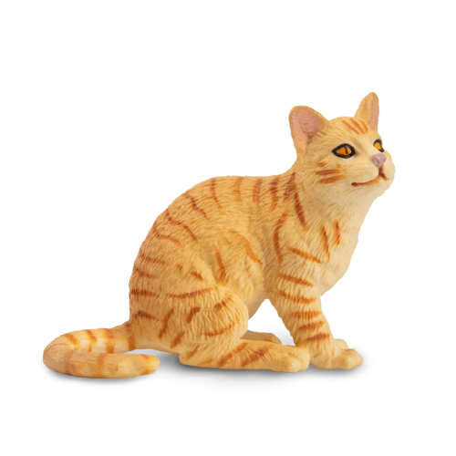 Chat American Wirehair roux Toymany - Race rare