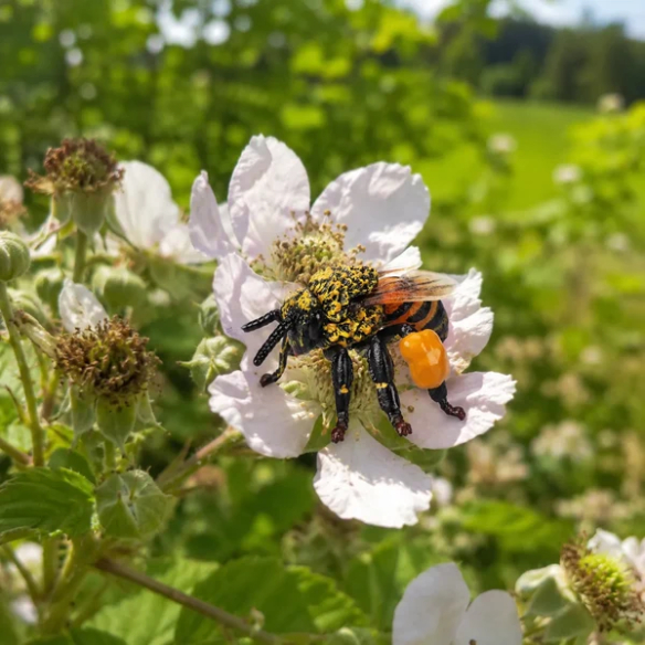 Figurine abeille domestique Toymany - Pollinisateur
