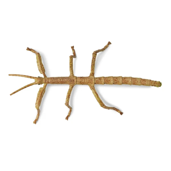 Figurine phasme Toymany - Maître du camouflage