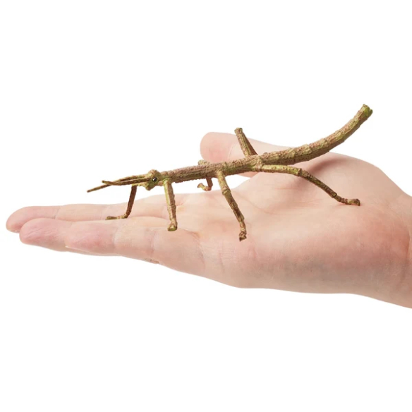 Figurine phasme Toymany - Maître du camouflage