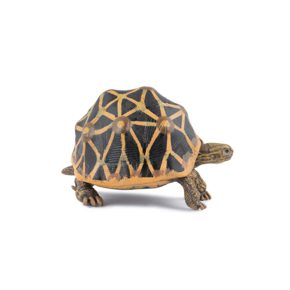 Figurine tortue étoilée Papo 50333 - Tortue d'Inde