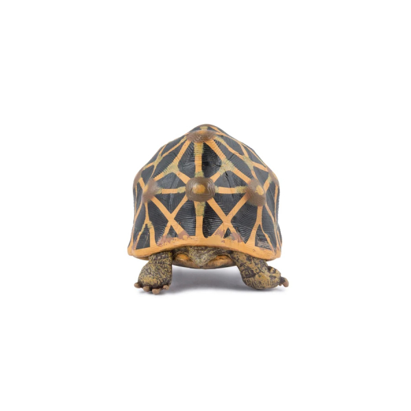 Figurine tortue étoilée Papo 50333 - Tortue d'Inde
