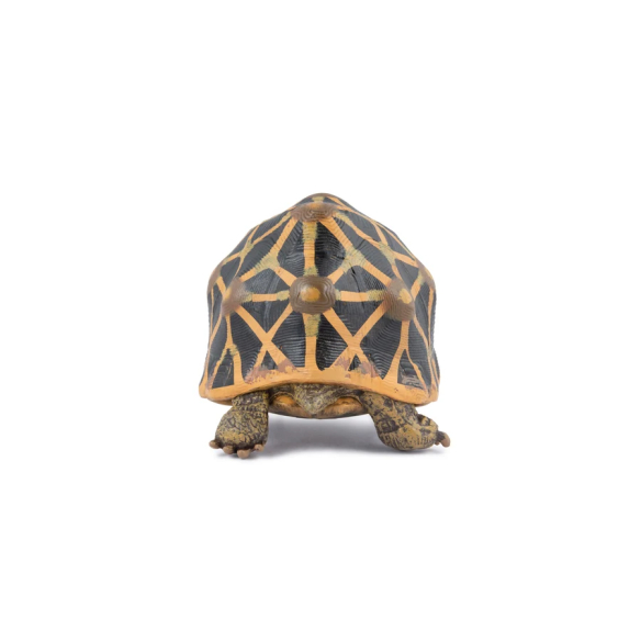 Figurine tortue étoilée Papo 50333 - Tortue d'Inde