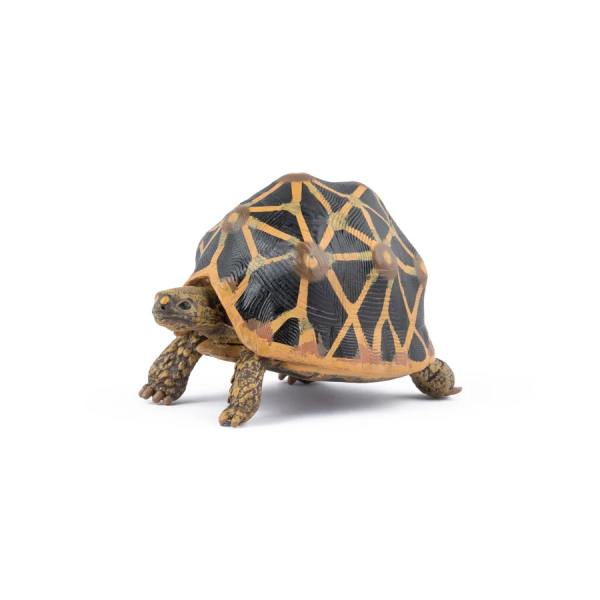 Figurine tortue étoilée Papo 50333 - Tortue d'Inde